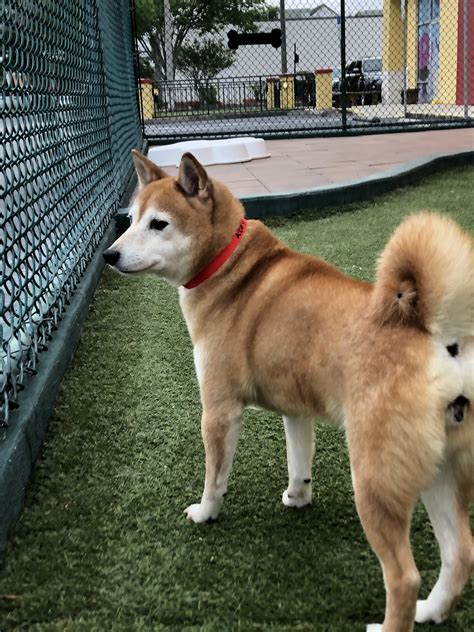 Found and at the Tampa Humane Society. Anyone recognize this Shiba? Please share!
