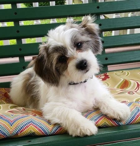 Shichi dog. Bambi is £550 without papers. 450. 1. 2. 3. Next. Find Shih Tzu Dogs and Puppies For Sale in the UK. Buy, Sell, Adopt or place ads for Free! 