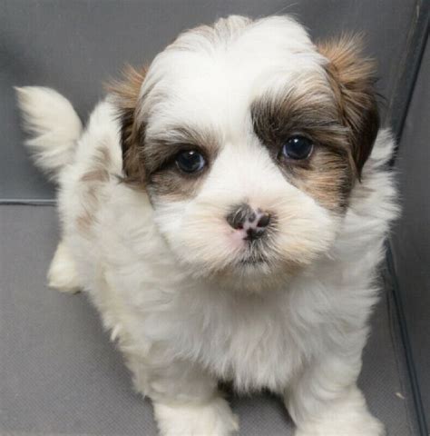 Shichi puppies. The ShiChi is a designer mix between the purebred Chihuahua and Shih Tzu. As designers go, this hybrid is popular due to its looks and disposition. The ShiChi also goes by other names, including the Chi-Shi and the Chi-Tzu and is recognized by several breed registries. 