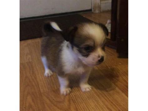 Peekapoo puppy for sale on Puppies for Sale Near Me.