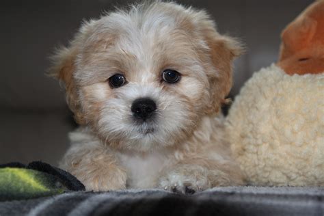 The Shih-Poo is a fun-loving and energetic little designer dog, whose zest for life is intoxicating. They are happy-go-lucky tiny doggos that thrive around people and will love to be included in your every adventure - heck, they'll demand to be a part of everything you do and vice versa.. 