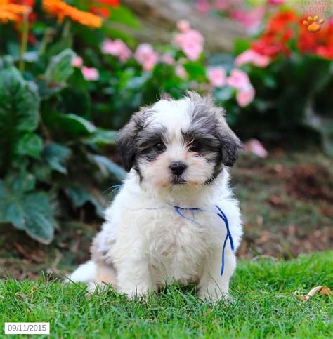 Puppies.com will help you find your perfect Shichon puppy fo