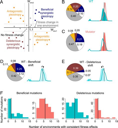 Shifts in mutation spectra enhance access to beneficial mutations