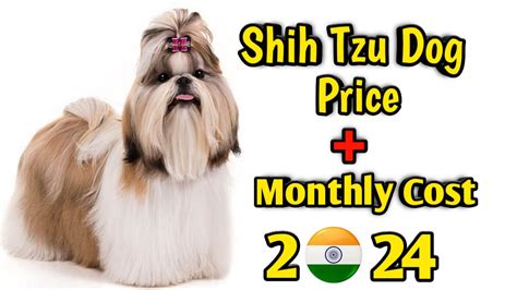 Shih Tzu Dog Price in India: Unlocking the Perfect Companion