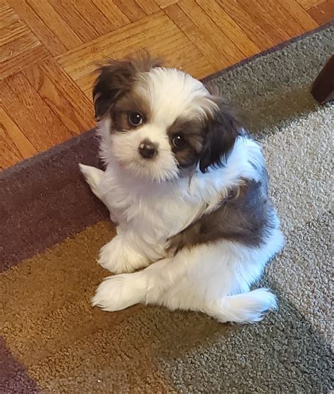 Shih Tzu Puppies Mix Pets And Animals For Sale - Michigan