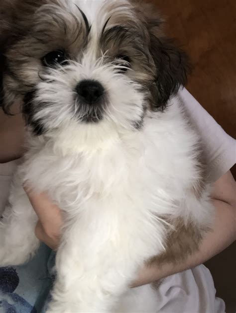 Shih Tzu puppies for sale in Tampa, FL from trusted breeders