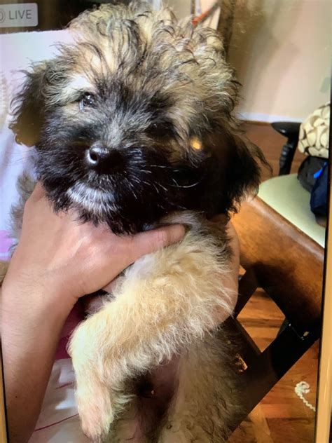 Shih-Poo is a mixed breed dog — a cross between a Shih Tzu and a Toy Poodle. Small, hypoallergenic, and cuddly companions, these pups inherited some of the b.... 