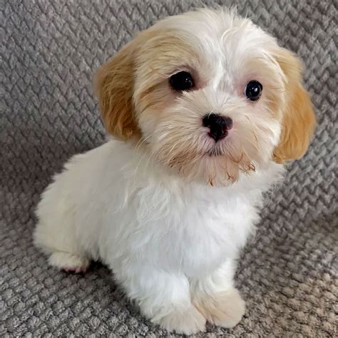 Phone Number: 740-501-6746. Email: sales@littlepuppiesonline.com. 3. Toypupsohio Aztec Kennel Ohio. Another place where you can find Shih Poo puppies for sale in Ohio is Toypupsohio Aztec Kennel. Another family-run business of breeders, they have a long experience of almost three decades.. 