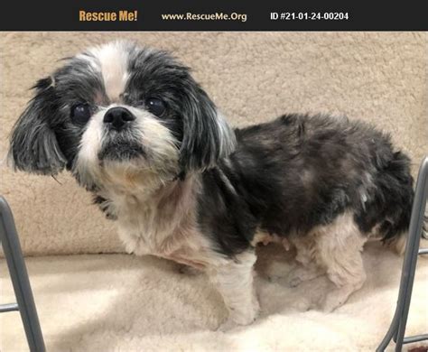 Pictures of Chanel a Shih Tzu for adoption in Dallas, TX who needs a loving home. Already adopted? Let us know! When you share your adoption story with us, we'll send you free deals on pet parent favorites like Greenies, Royal Canin, Whistle smart devices, Wisdom DNA tests, and more. .... 