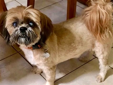 Shih Tzus may have underbites or teeth that are level. The Shih Tzu is a small dog with a pleasant temperament. Shih Tzu means “little lion.” The Shih Tzu weighs between 9 and 16 pounds with a height between 9 and 10 inches at the shoulder.. 