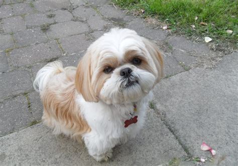 Shih tzu breeder near me. If you are considering bringing a Shih Tzu into your home, it is recommended that you adopt from a responsible breeder. This way, you can be sure that the dog you get is healthy and happy. Shih Tzu puppies for sale typically cost between AUD $3,000 and $6,000. 