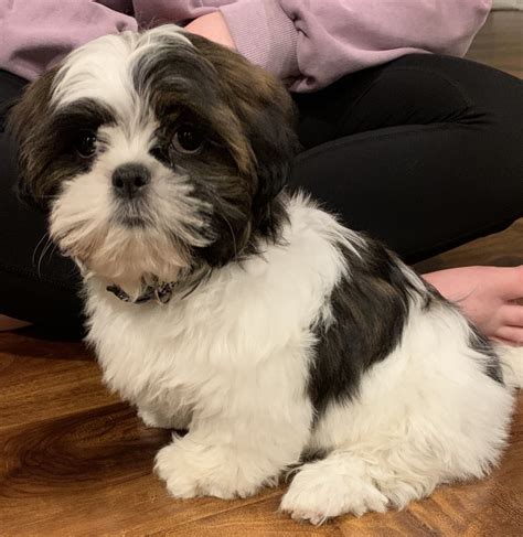 Shih tzu breeders. On average, Shih Tzu puppies from a breeder in New York, NY may range in price from $1,625 to $2,500. What is the average size of Shih Tzu puppies in New York, NY? The expected weight range for Shih Tzu puppies in New York, NY is around 10 to 15 pounds. However, size and weight may vary from puppy to puppy. 