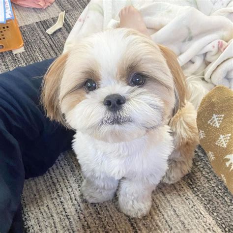 Magic Mountain Shih Tzu is not currently accepting new applications for puppies. If you're still interested in speaking with Magic Mountain Shih Tzu about their dogs, you're welcome to send a message with any questions. Price$1,200 - $1,500. Go Home Date8 Weeks After Birth.. 