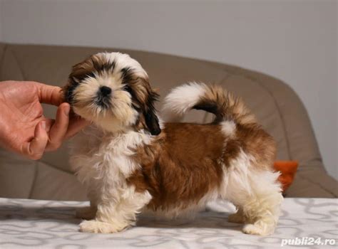 Shih tzu de vanzare - Publi24.ro