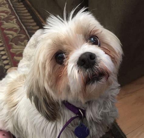 Shih tzu dog rescue near me. Things To Know About Shih tzu dog rescue near me. 