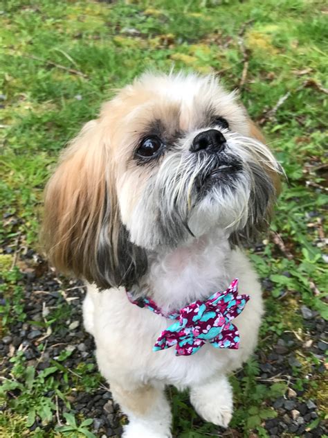 Shih tzu dogs near me. Things To Know About Shih tzu dogs near me. 