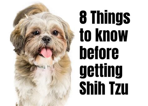 Shih tzu dogs the complete owners guide from puppy to old age buying caring for grooming health training. - Summer of my german soldier study guide.