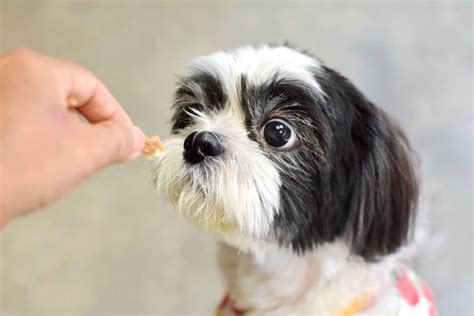 Shih tzu food. The average Shih Tzu should eat 1/2 ounce of food for every pound of their body weight. If your dog begins to lose or gain weight rapidly, visit a veterinary professional for a clear picture of your companion dog’s health. “Get all the facts about your Shih Tzu’s health. Talk to a licensed veterinarian with the AskVet app.” 