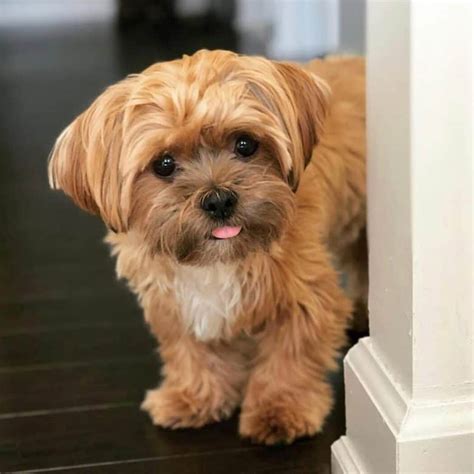 Shorkie (Shih Tzu Yorkie Mix): Breed Facts & Temperament | Pet Side This perfect pup has a few names, the Shorkie, Shorkie Tzu and Yorkie Tzu. Shorkies can grow between 6 to 11 inches tall and weigh around 5 to 12 lbs. Since this is a cross, each pup will vary in size and weight but females will typically be smaller than males in this breed.. 