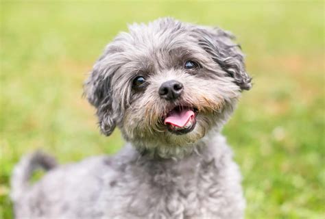 The Shih-Poo is a cross between the Shih Tzu and Toy Poodle dog breeds. These small cuddly companions are hypoallergenic and inherited some of the best qualities from the ….