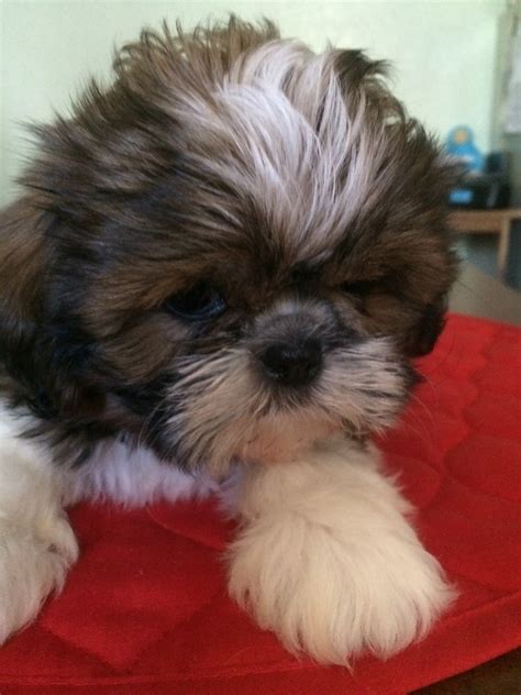 Chiweenie Shih Tzu puppies for sale 3 females 4 males 10 weeks old All were dewormed at 2, 4, 6, and 8 weeks All pups are super smart and loving They would be a great companion for anyone Text with.... Shih tzu puppies for sale craigslist