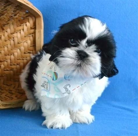 Shih Tzu Puppies (Contact Us for Availability) Patience's Puppies specializing in a variety of purebred & mixed small breeds. Veterinarian checked. Serving the Bear, Newark, Middletown, Smyrna and Wilmington areas. Within driving distance of Delaware, Maryland, New Jersey and Pennsylvania..