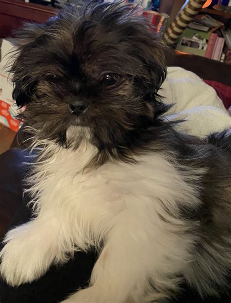 A Top Quality Chinese Imperial Shih Tzu breeder. We have Shih Tzu and
