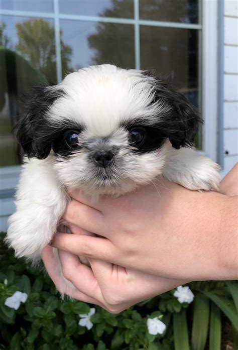Maria Amaro's Shih Tzu Puppies. 47 miles away from Los Angeles, CA. No litters planned. Our dogs are bred to have top qualities that all families want in their puppies, such as compassion, patience, and love! 1 pickup option. Trinity Shihtzu's So Calif. 50 miles away from Los Angeles, CA. Pete, Dad. Female Available.