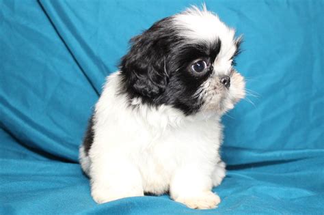 Premier Pups is your go-to source for the best Shih Tzu puppy sales in Fayetteville, North Carolina. We partner with the best dog breeders in the nation to offer you healthy, happy Shih Tzu puppies. ... , NC > Shih Tzu Contact Info Puppy Agents: 740-809-3074 Puppy Care: 740-809-4141 Puppy Travel: 740-809-8050 Health Emergency: 740-469-2447.. 