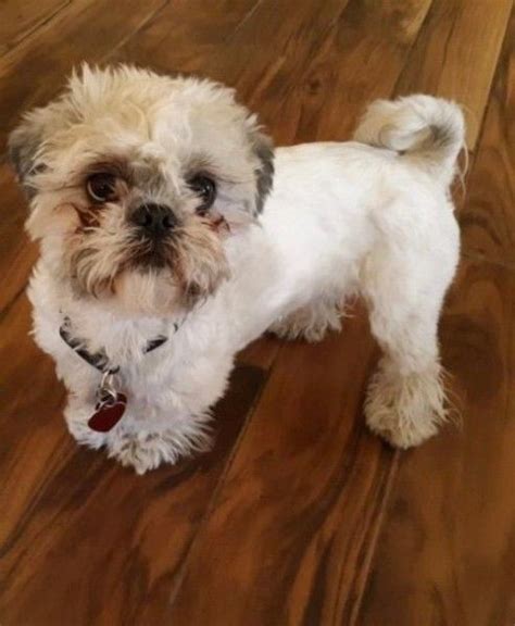 Breed: Shihpoo (Shihtzu & Poodle Mix) Nickname: Toya D.O.B: October 02, 2019 Sex: Female Approx Size at Maturity: 9- 12 lbs Vaccine/Deworm: Up to Date Coat/Hair: Wavy, Non-Shedding Personality: Sweet, Intelligent, Playful All of our puppies are potty trained and house broken :) xxx.xxxxxxxxxxxx.xxx Spoiled Pup LV 7320 S. Rainbow Blvd #108, …. 