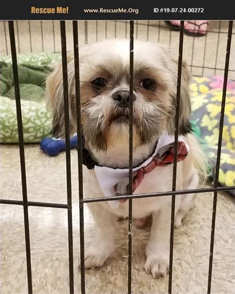Shih Tzu mix Maricopa County, PHOENIX, AZ ID: 23-04-21-00434 **PHOENIX METRO AREA ONLY** Ozzie and Oreo are a sweet bonded pair who came back to the rescue recently because. 