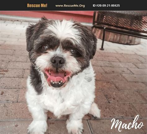 Location: USA Lincolnwood, IL, USA. Distance: Aprox. 11.1 mi from Chicago. Posted Breed: Shih Tzu (medium coat). How to Adopt Alumni Super Sweet Senior, Mickey Seeking A Forever Home! Poor Mickey! Through no fault of his own he has had at least 4... Tags: Shih Tzu Dogs for adoption in Lincolnwood, IL, USA. . 