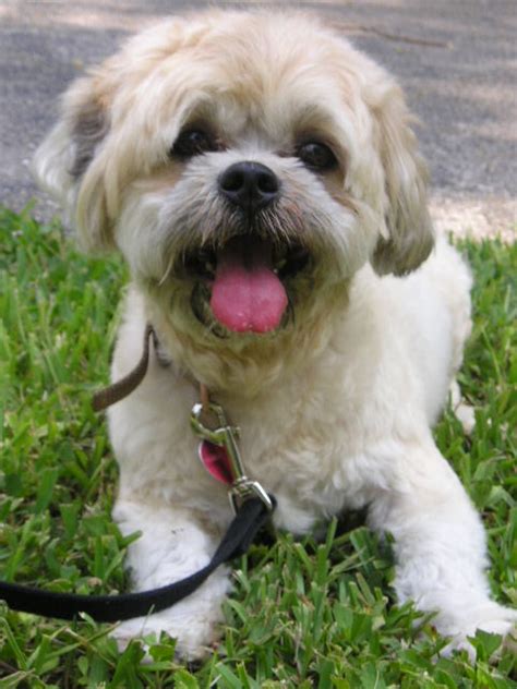 Davie, FL - Shih Tzu. Meet Emil a Pet for Ado