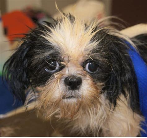 Shih Tzu Rescue Information: The Shih-Tzu is a toy breed similar to the Pekingese. Shih-Tzus are proud little dogs and loaded with personality. Shih-Tzus are gentle and do fine with children who are taught to respect the dogs. Shih-Tzus bark to announce people approaching their homes.. 