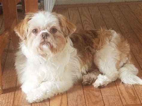 Search for shih tzu rescue dogs for adoption near Poughkeepsie, New York. Adopt a rescue dog through PetCurious.. 