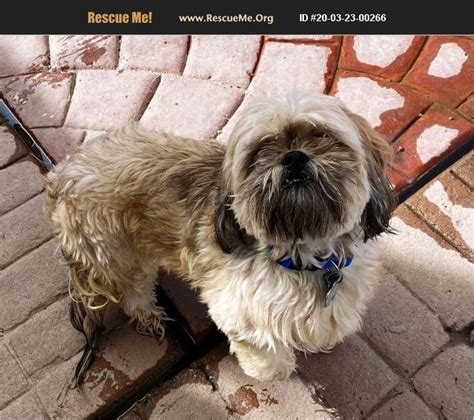 The Shih Tzu Rescue Society is a nonprofit organization dedicated to rescuing and rehoming Shih Tzu dogs. Founded in 2002, the Society has grown to become one of the largest and most successful rescue organizations in the country.. 