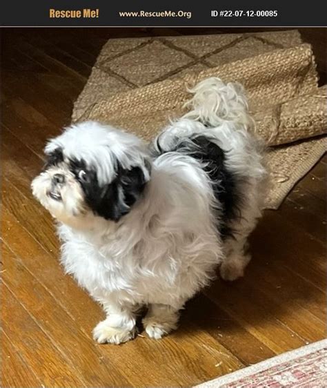 Maize 23-09-28-00134. Shih Tzu mix. I am 10lbs, 7 years young, and l am looking for my forever home. Adoption Donation: $450 All dogs are... » Read more ». McHenry County, Huntley, IL. Details / Contact.. 