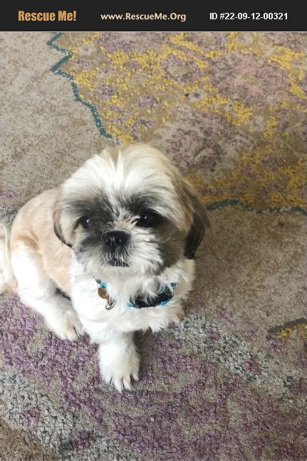 Shih tzu rescue wilmington nc. Things To Know About Shih tzu rescue wilmington nc. 