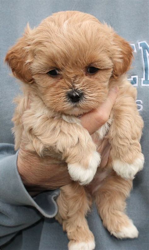 Shih-Poo-Poodle-X-Shih-Tzu-Puppies - TradingPost.com.au