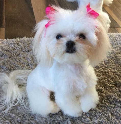 Daisy. $400.00 New Enterprise, PA Shih Tzu Puppy. $400.00 New Enterprise, PA Shih Tzu Puppy. Shih Tzu puppies for sale! These fluffy Shih Tzu puppies are a good fit for …