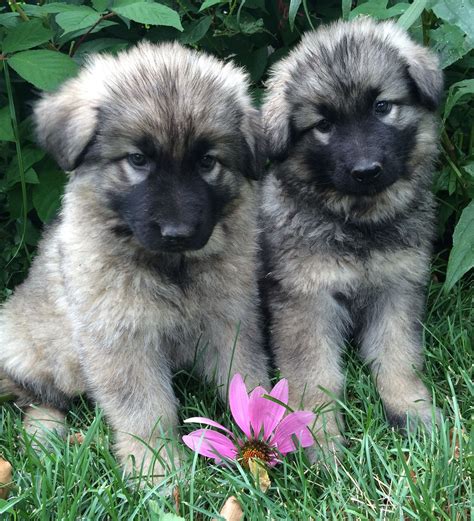 Shiloh shepherd puppies. Welcome to Island Shilohs. After purchasing my first two Shilohs in 1997 I become infatuated with the breed. They were the greatest gifts ever. Now as a breeder my goal at Island Shilohs is to educate as many people as possible who are interested in my passion about the Shilohs. My purpose as a breeder is to have pups that will meet at the bare ... 