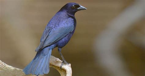 Shiny Cowbird Identification - All About Birds