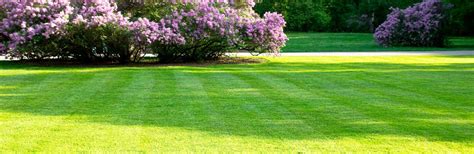 Ship Shape, Moss Free Lawn... - Coolings Garden Centre