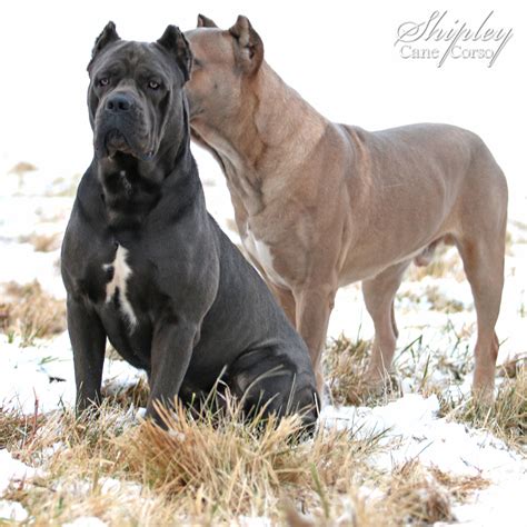 "Shipley Cane Corso Where Temperament Comes First!" 513-348-7629 info@ShipleyCaneCorso.com. Home; Available Puppies; Cane Corso Videos; Testimonials; Cane Corso Pictures; Contact Us; ... Winter is a great Cane Corso! Her form is perfect, you can see the definition in all of her muscles and she has a great head as …. 