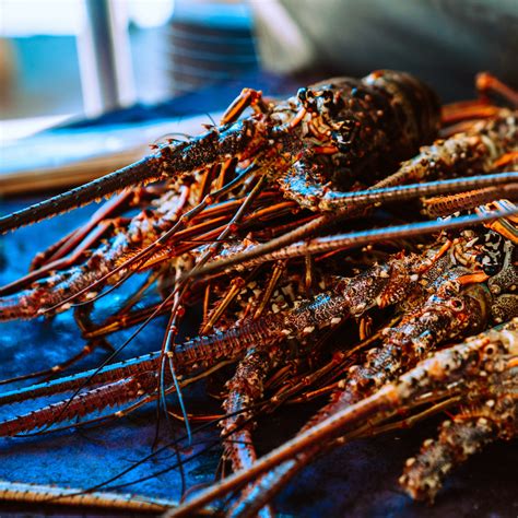 Shipping Live Lobster Tips and How To Prime Fresh Handling