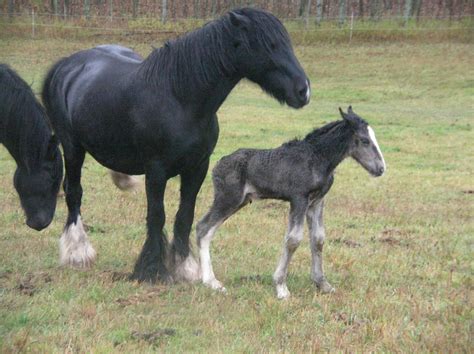 Shire foal for sale. Board. The Shire horse board cost will be around $150-300 monthly (7). If you pay for full board, which includes regular vet care, feed, hoof care, and exercising your horse, the monthly boarding cost will be higher, around $300, than just paying for putting your horse in a stable which will cost around $150 (7). 
