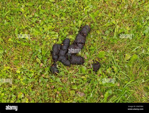 Shit Scat Onlyfans Leak