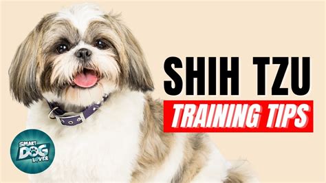 474px x 266px - th?q=Shitsu puppy training tips book