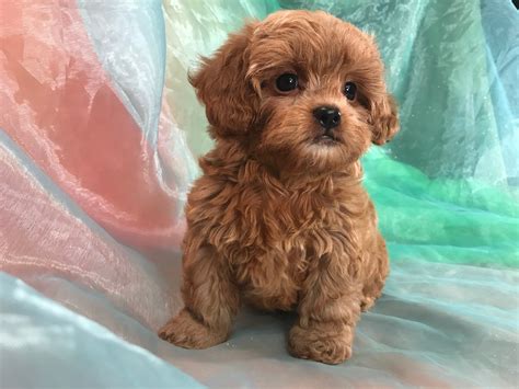 Shitzu Poodle Puppies For Sale