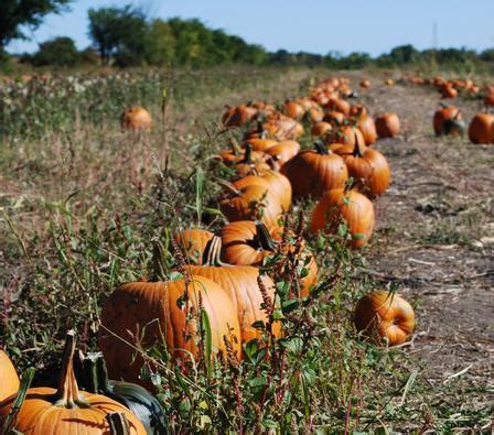 Shlagel Farms - Waldorf, Md - Pick Your Own Pumpkins …